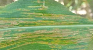 Rice Crop Diseases Management For A Bumper Crop Harvest 