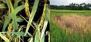 Rice Crop Diseases Management For A Bumper Crop Harvest 