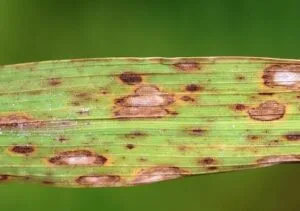 Rice Crop Diseases Management For A Bumper Crop Harvest 