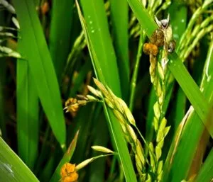 Rice Crop Diseases Management For A Bumper Crop Harvest 