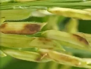 Rice Crop Diseases Management For A Bumper Crop Harvest 