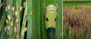 Insect Pest Management in Rice Crop for a Bumper Harvest