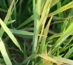 Rice Crop Diseases Management For A Bumper Crop Harvest 