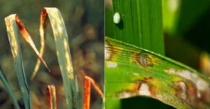 Rice Crop Diseases Management For A Bumper Crop Harvest 