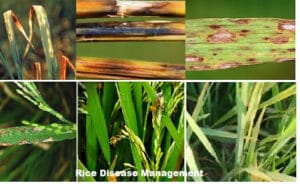 Rice Crop Disease Management for a Bumper Crop Harvest