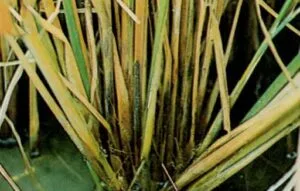 Rice Crop Diseases Management For A Bumper Crop Harvest 