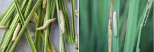 Insect Pest Management in Rice Crop for a Bumper Harvest