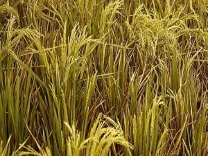 Rice Crop Diseases Management For A Bumper Crop Harvest 