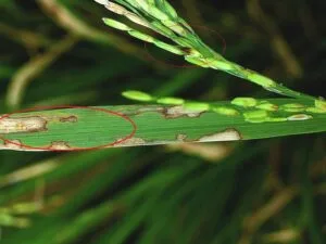 Rice Crop Diseases Management For A Bumper Crop Harvest 