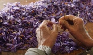 Cultivation of Saffron (Crocus Sativa) ; A Compete Information Guide