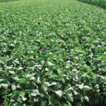 Cultivation of cowpea for Fodder