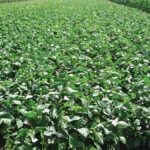 Cultivation of cowpea for Fodder