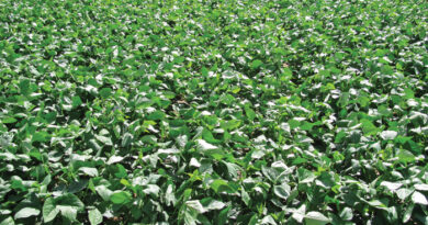 Cultivation of cowpea for Fodder