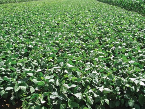 Cultivation of cowpea for Fodder