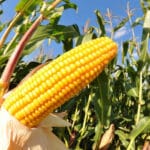 Cultivation of Maize; Zea Mays