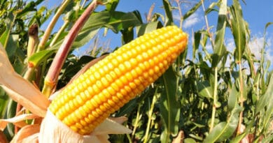 Cultivation of Maize; Zea Mays