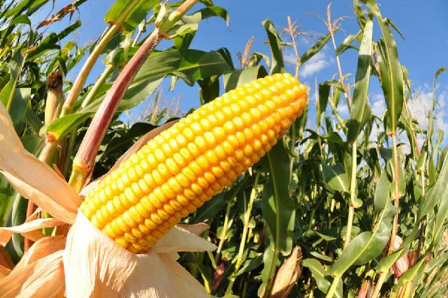 Cultivation of Maize; Zea Mays