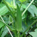 Cultivation of Okra