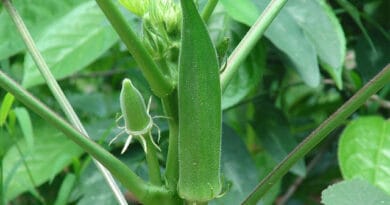 Cultivation of Okra