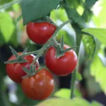 Cultivation of tomatoes
