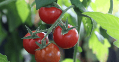 Cultivation of tomatoes