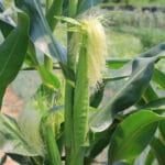Cultivation of Baby Corn; Zea mays L.