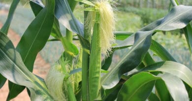 Cultivation of Baby Corn; Zea mays L.