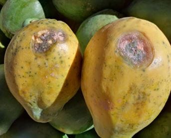 Athacnose of Papaya