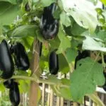 Cultivation of Brinjal