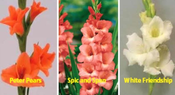 Cultivation of Gladiolus