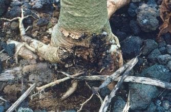 Foot Rot of Papaya