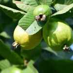 Cultivation of Guava