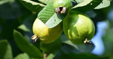 Cultivation of Guava