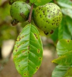 Pseudocercospora Leaf Spot of Guava
