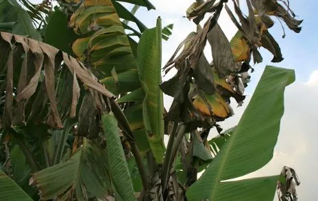 Panama-wiltof-Banana.