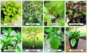 cultivation of Tulsi