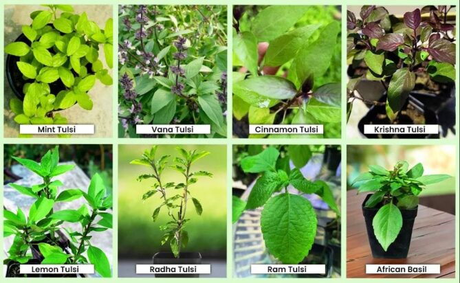 cultivation of Tulsi