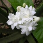 Cultivation of Jasmine