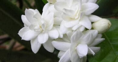 Cultivation of Jasmine