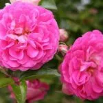 cultivation of Rose