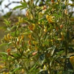 Cultivation of Lentil ( Massor ); Lens culinaris