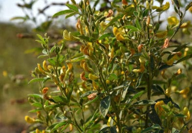 Cultivation of Lentil ( Massor ); Lens culinaris