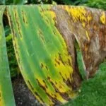 Leaf Spot, Leaf Streak or Sigatoka Disease