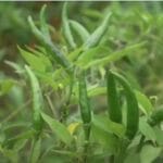 Cultivation of Chilli