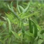 Cultivation of Chilli