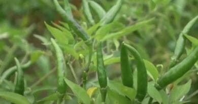 Cultivation of Chilli