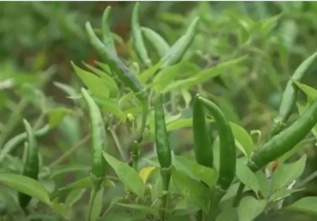 Cultivation of Chilli