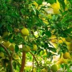 Cultivation of Lemon & Lime