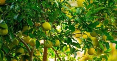 Cultivation of Lemon & Lime