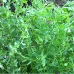 Cultivation of Lentil ( Massor ); Lens culinaris